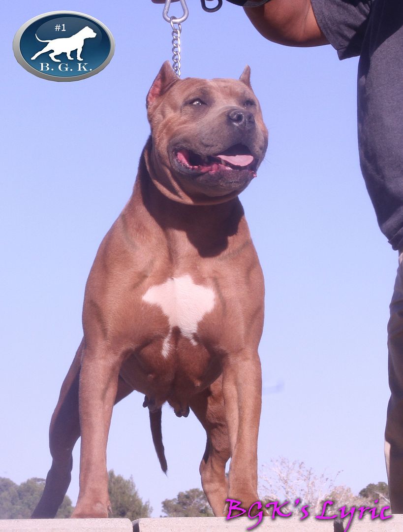 large Bully Pitbulls XXL Pitbull Kennels Pitbull Puppies For Sale